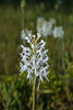 Platanthera conspicua (Southern White Fringed orchid)