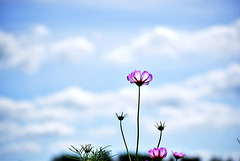 Flower and the blue sky