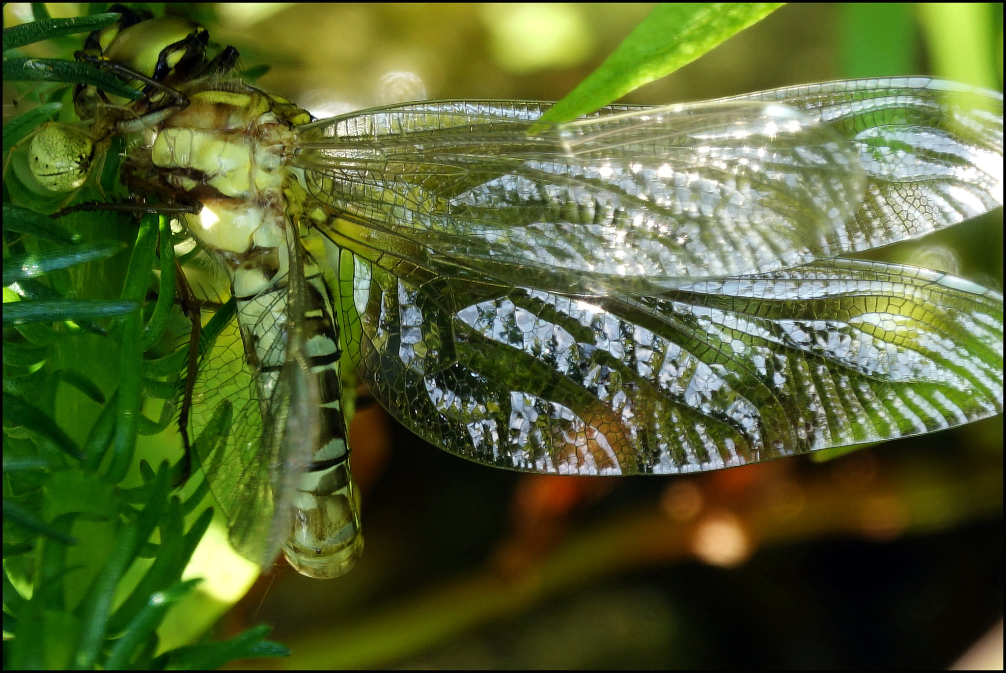 Welche Kugel hat die Libelle links oben im Bild?