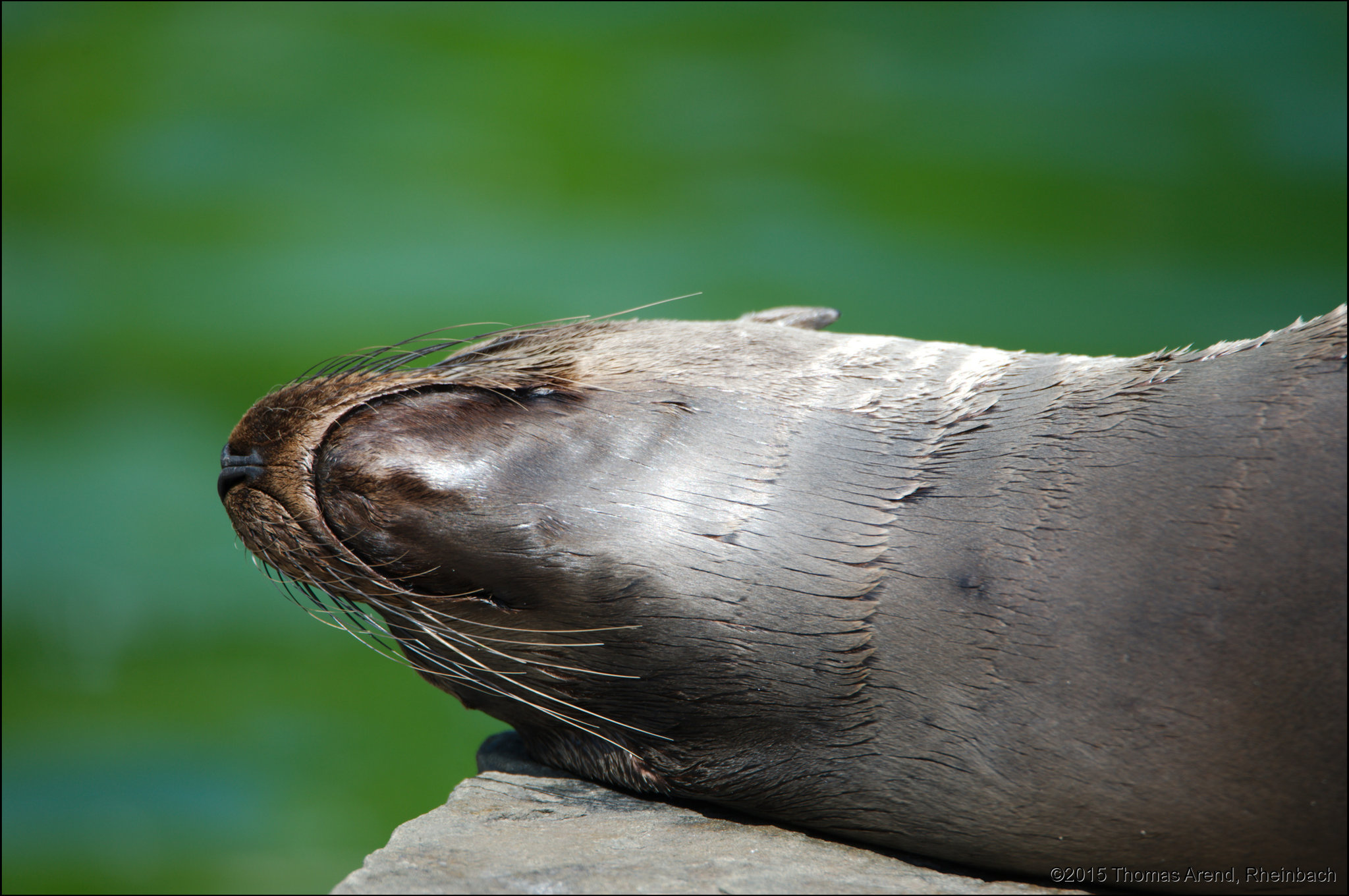 Kölner-Zoo-0050