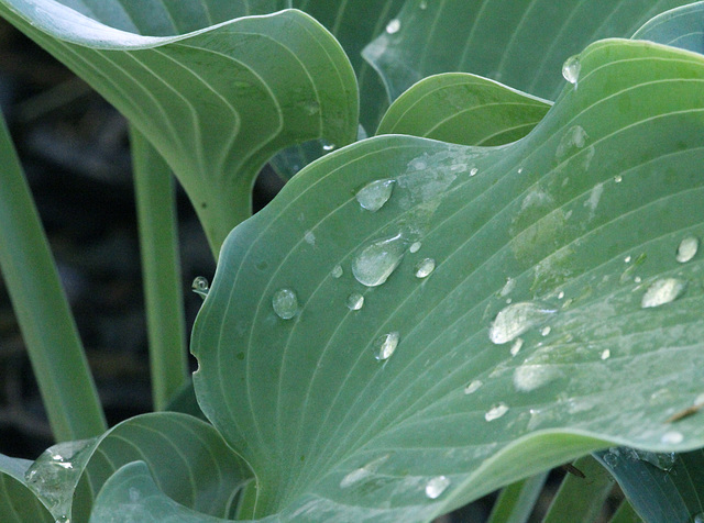 hosta drips