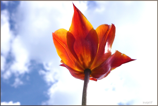 oranje boven