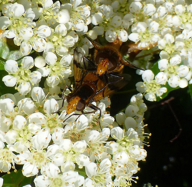 Faire... mouche (s)