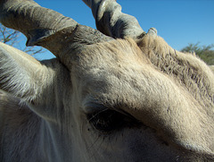 Teilportrait Elenantilope