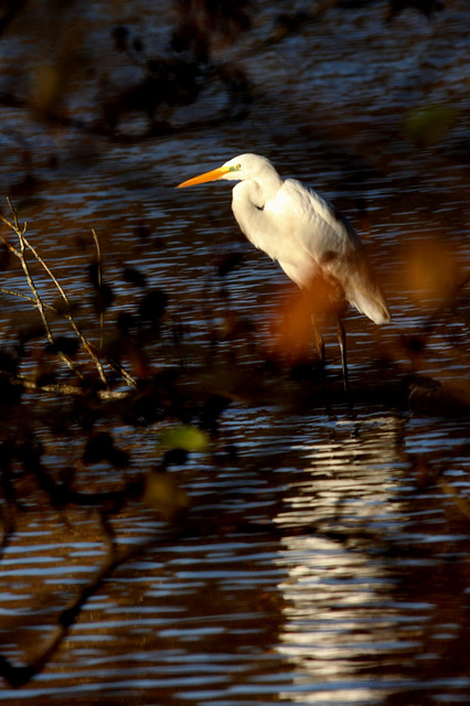 Grande Aigrette