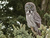 Great Gray Owl on the hunt