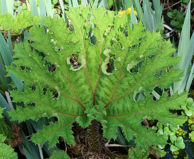Gunnera manicata leaf