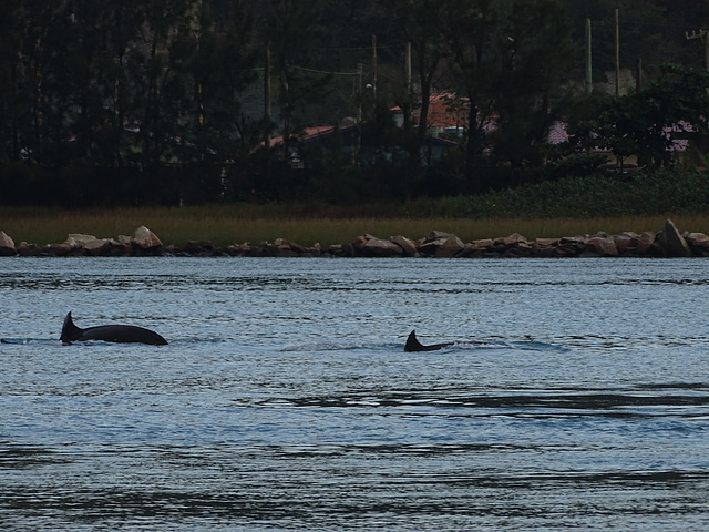 DSC04962 - boto-da-tainha Tursiops truncatus gephyreus, Cetaceae