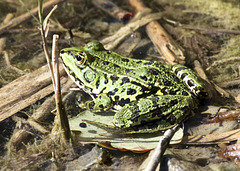 Wasserfrosch