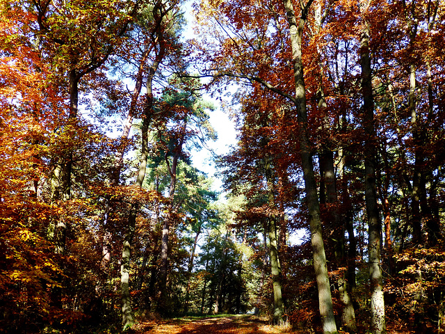 DE - Mechernich - Hiking along the Bleiberg (Lead hill)