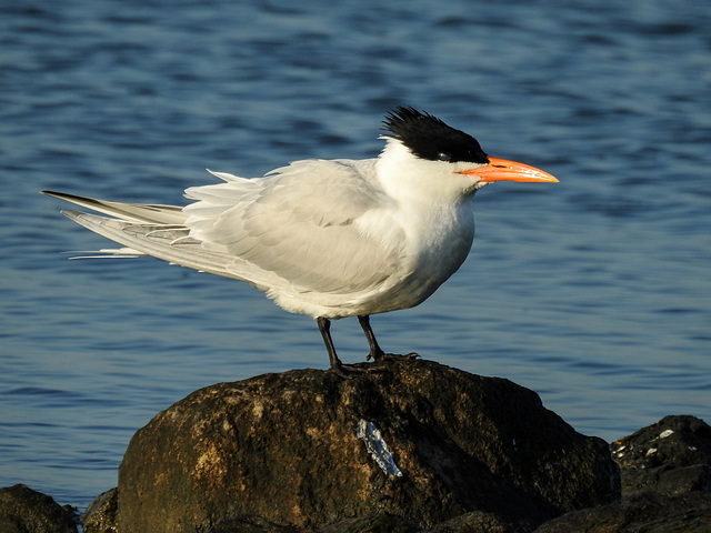 Day 3, Royal Tern / Thalasseus maximus
