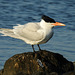 Day 3, Royal Tern / Thalasseus maximus