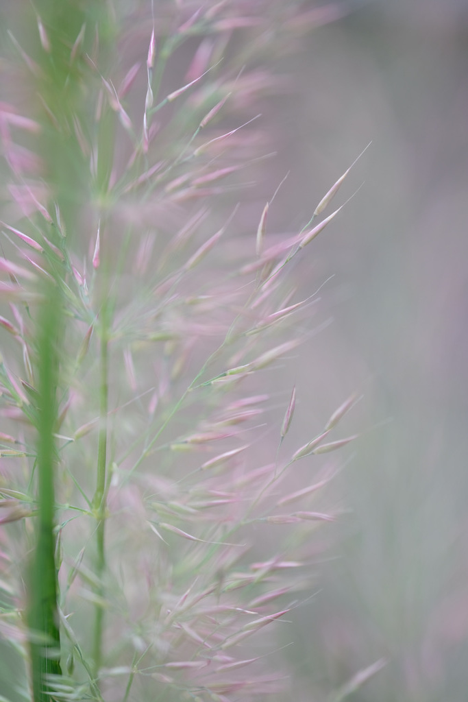 DSCF5482