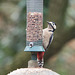 Woodpecker (5)