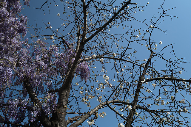fleurs de cerisier, glycine
