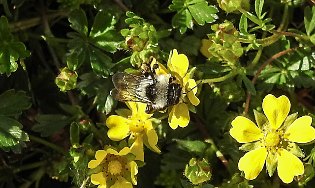 20200409 7152CPw [D~LIP] Graue Sandbiene (Andrena cineraria), Vorfrühlings-Finerkraut (Potentilla verna agg), Bad Salzuflen