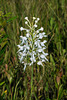 Platanthera conspicua (Southern White Fringed orchid)