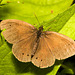 EF7A4405 Butterflyv2