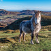 Welsh Mountain Pony