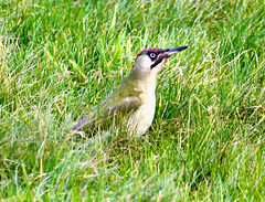 'Guten Morgen'  (Grünspecht)   (pips)