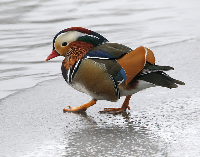 canard mandarin