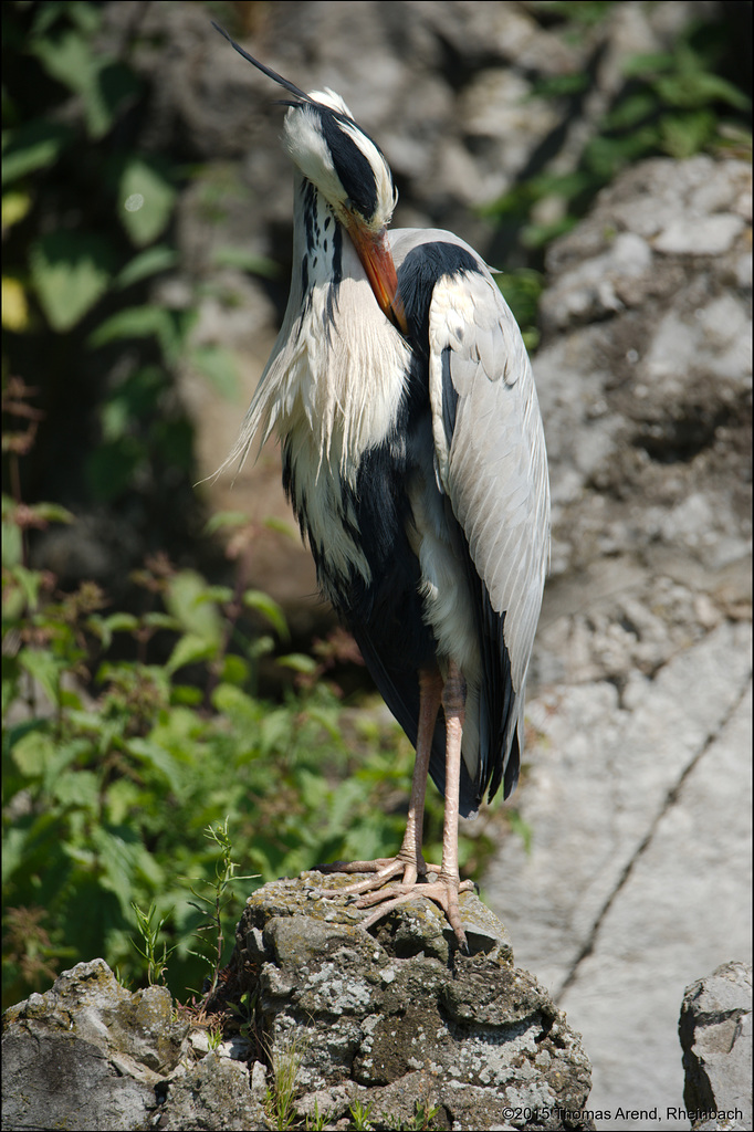 Kölner-Zoo-0051