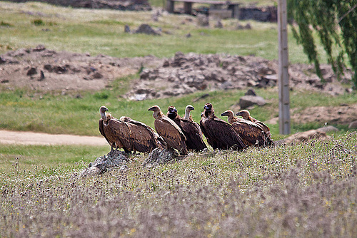 20120516 9959RTw [R~E] Gänsegeier (Gyps fulvus), Mönchsgeier (Aegypius monachus), Belen, Extremadura