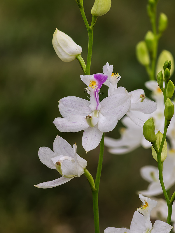 Calopogon tuberosus forma albiflorus (White form of Common Grass-pink orchid)