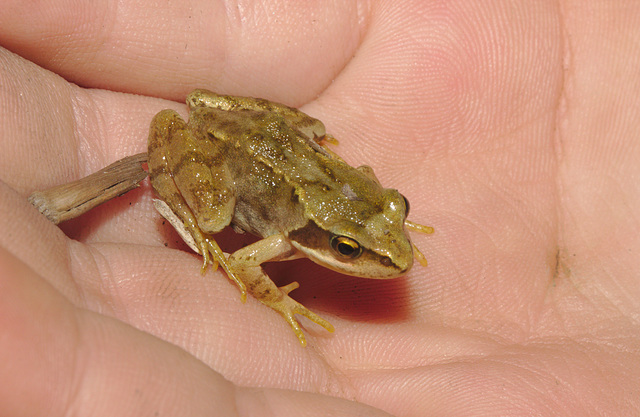 IMG 8033frog