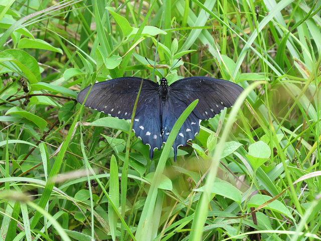 Pipevine swallowtail