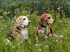 Botanizing Beagles - Ben and Maggie