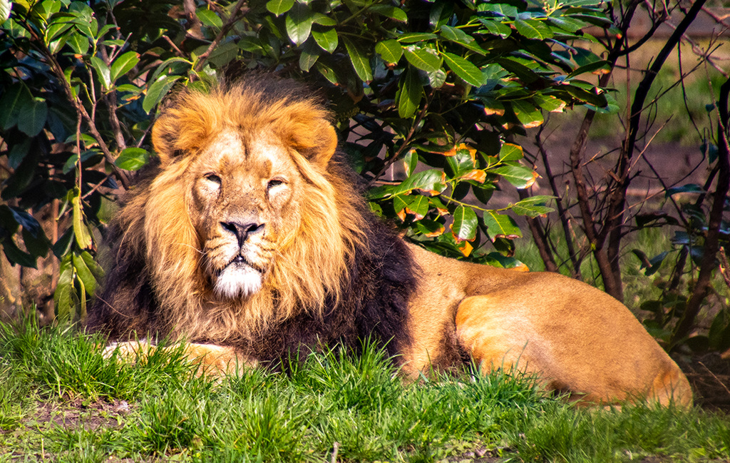Lion