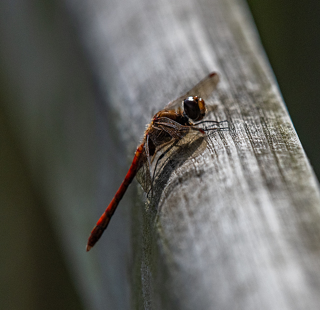 Common darter