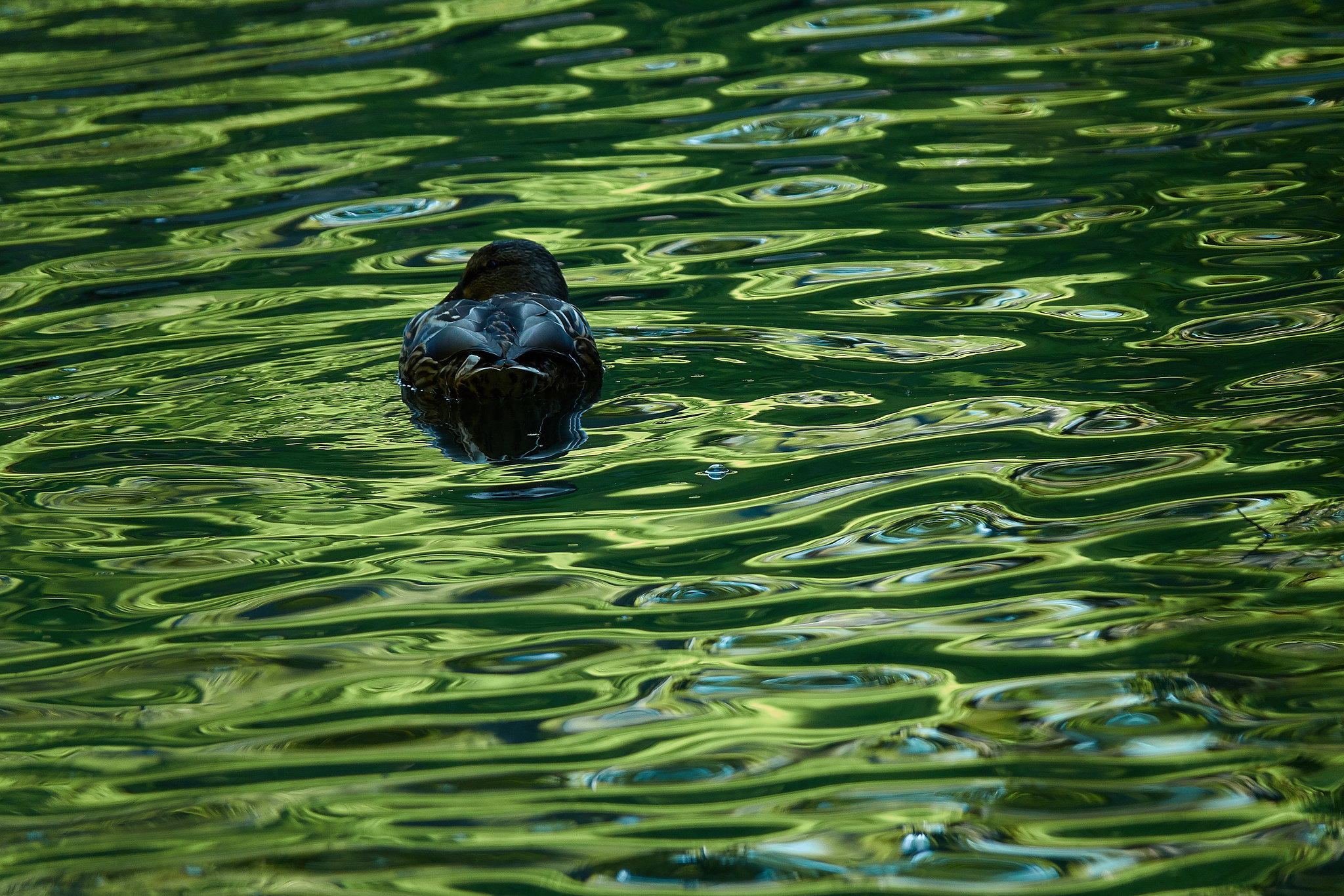 Duck....Happy Saturday Folks!!!
