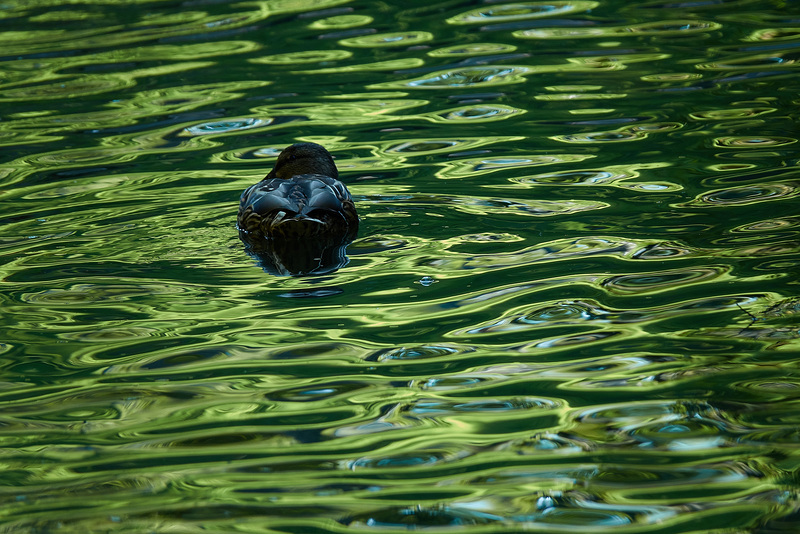 Duck....Happy Saturday Folks!!!
