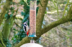 Woodpecker (6)