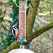 Woodpecker (6)