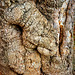 tree trunk in a park