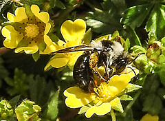 20200409 7153CPw [D~LIP] Graue Sandbiene (Andrena cineraria), Vorfrühlings-Finerkraut (Potentilla verna agg), Bad Salzuflen