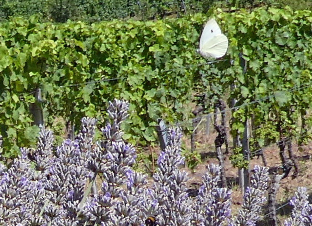 Schmetterling - Weinreben - Lavendelstrauch