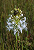 Platanthera conspicua (Southern White Fringed orchid)