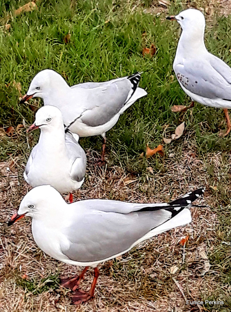 Seagulls