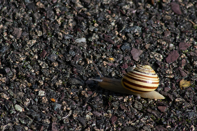 Snail