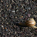 Snail