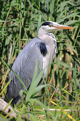 EOS 90D Peter Harriman 14 42 55 13545 greyHeron dpp