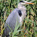 EOS 90D Peter Harriman 14 42 55 13545 greyHeron dpp