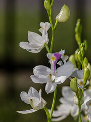 Calopogon tuberosus forma albiflorus (White form of Common Grass-pink orchid)