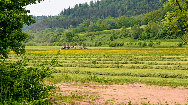 Heumahd im Kochertal