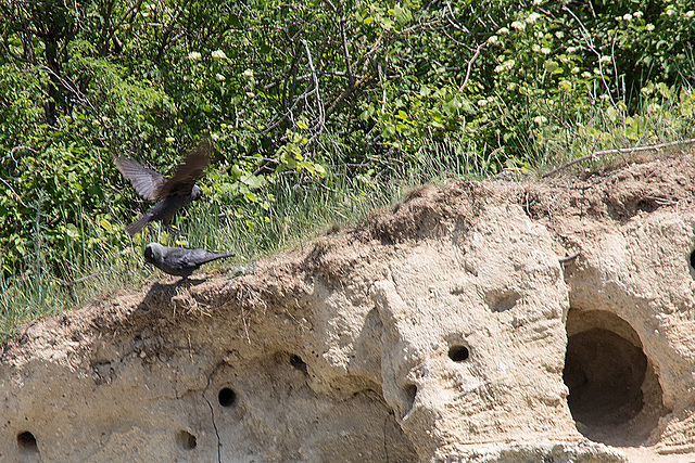 20170516 2785VRTw [A] Dohle (Corvus monedula), Neusiedler See, [Oslib-Rust]