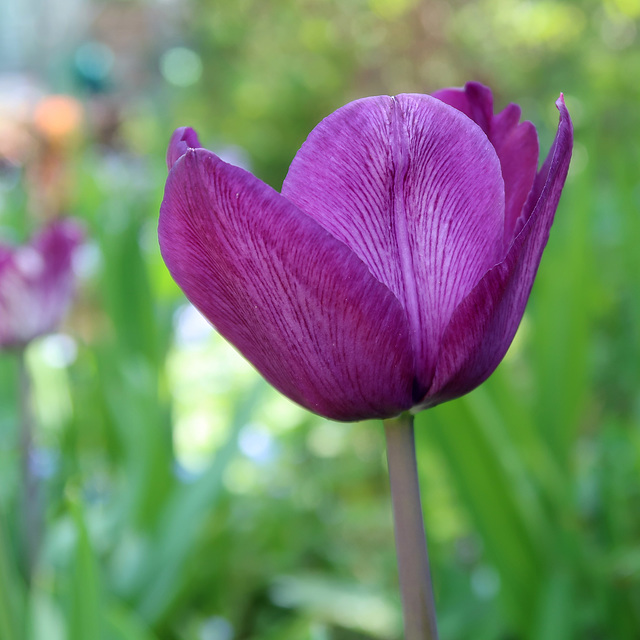 Tulip 'Queen of the Night'